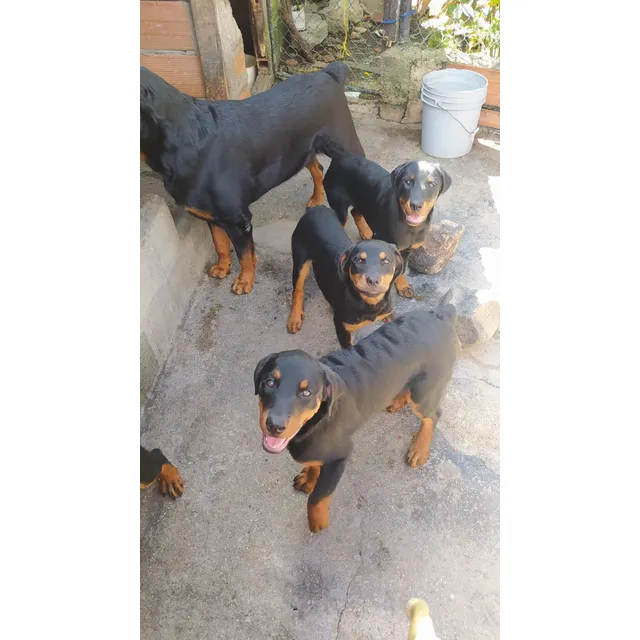 Cachorros Rottweiler Perros Medellín Bogotá Cali Ibagué Dogs