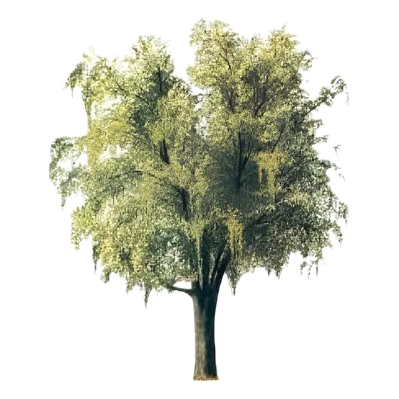 Maitén Árbol Ornamental