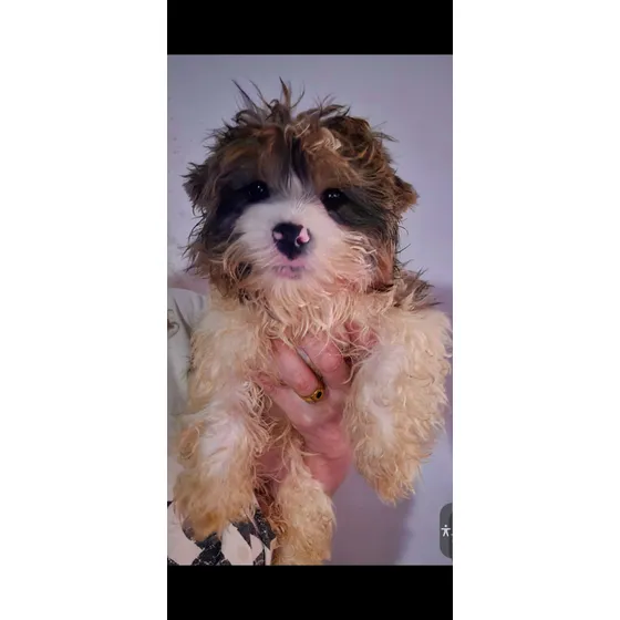 Yorkshire Biewer Macho - Perro De Raza