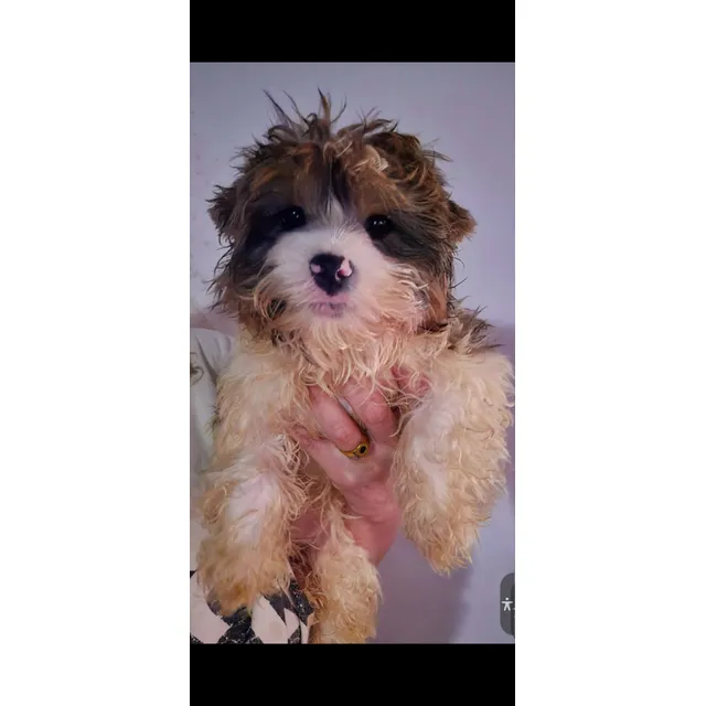 Yorkshire Biewer Macho - Perro De Raza