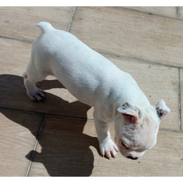 Boston Terrier