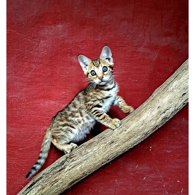 Gato Bengala/bengalí No Persa No Siamés Ni Exótico