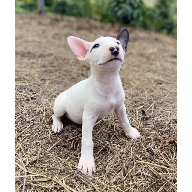 Cachorra Bullterrier Medellín Bogotá Animalpetscolombia
