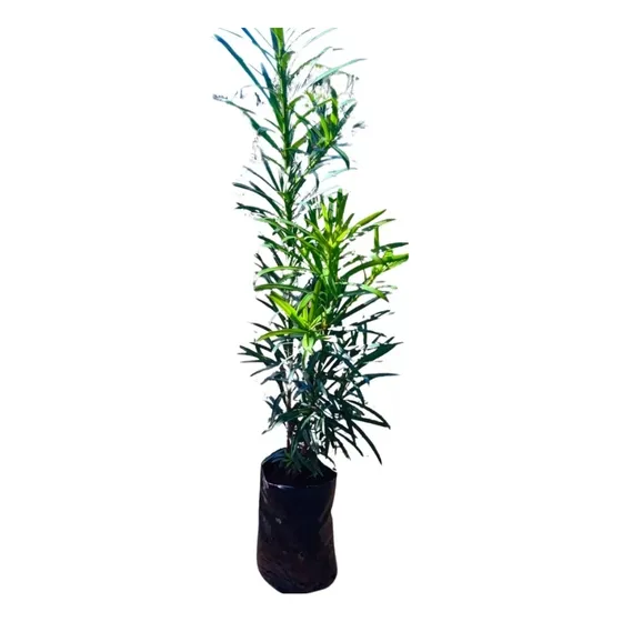 Podocarpus - Kit Com 30 Mudas Com 50 A 70 Cm Cada