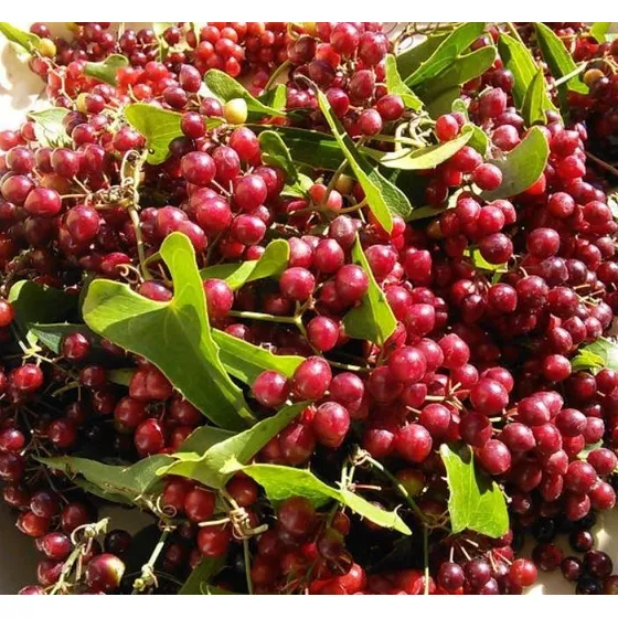 Sementes Salsaparrilha Smilax Trepadeira Medicinal P/ Mudas