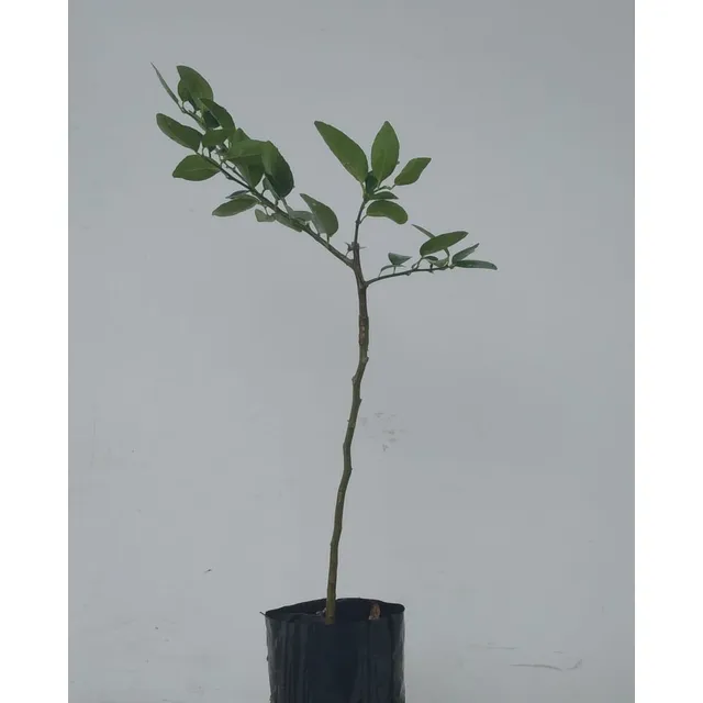 Plantas Injertadas De Limón, Naranja, Mandarina.
