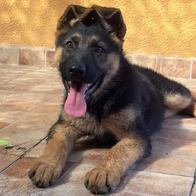 Hermosos Cachorros Ovejeros Alemanes 