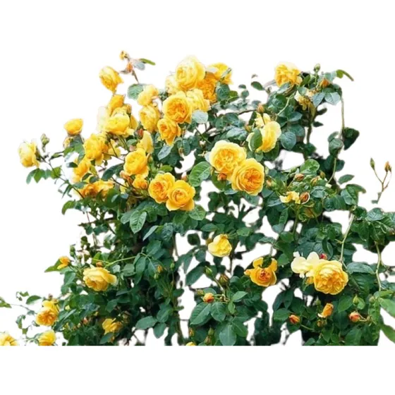 Rosa Color Amarilla Trepadora  ( Planta )  70 Cm Enredadera