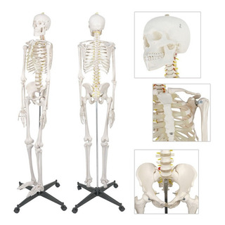 Modelo Medico Esqueleto Humano Tamaño Real 1.80 M Modelo Medico Esqueleto Humano Tamaño Real 1.80 M