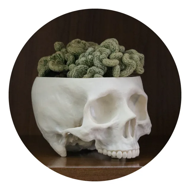 Maceta, Craneo, Calavera, Máscara, Cactus