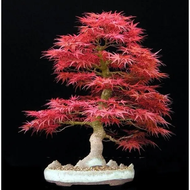 Oferta!! 10 Semillas Árbol Bonsái Arce Rojo Japonés 
