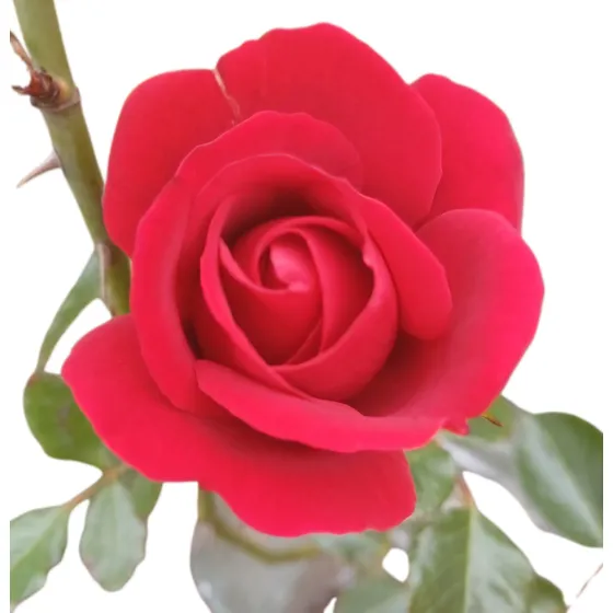 Rosales Floribundos Gran Variedad En Rosas  