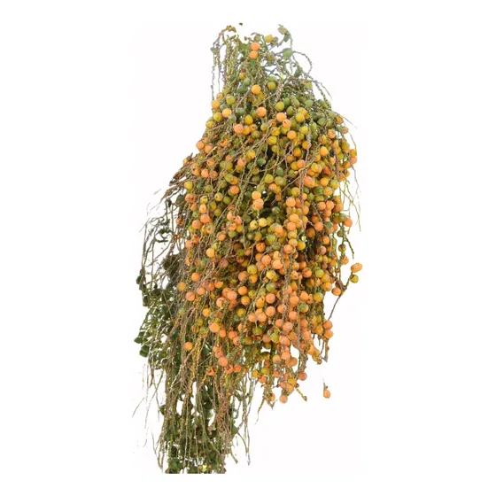 Palma De Coco Plumoso Pindo Fruta Comestible Con Envio