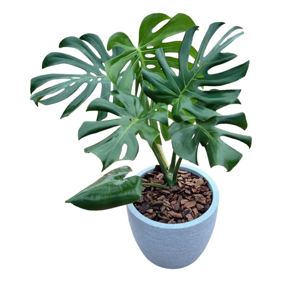 Planta Monstera (esqueleto De Caballo)