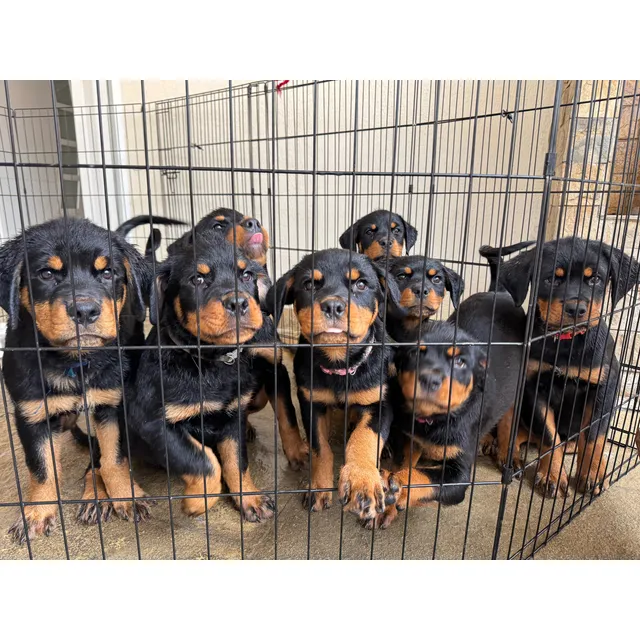 Cahorros Rottweiler Hembra Y Macho, Pelaje Negro Y Fuego.