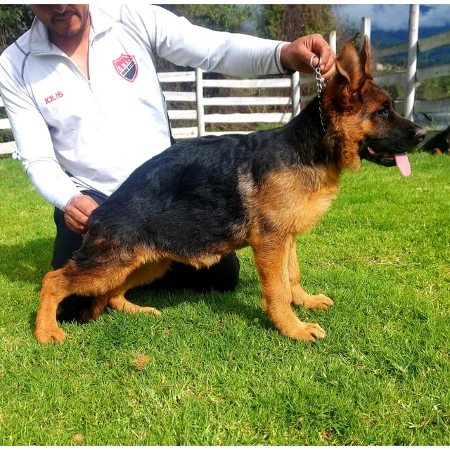 Cachorras Pastor Alemán Con Pedigree