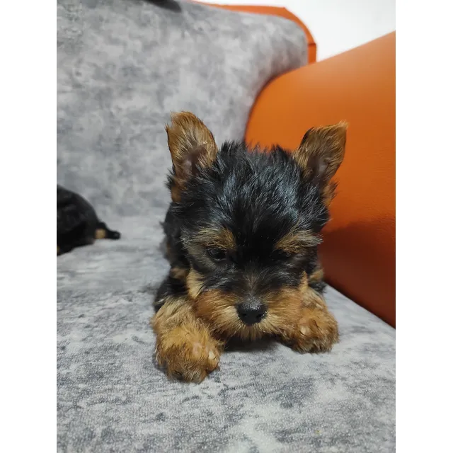 Cachorro Yorkshire Macho