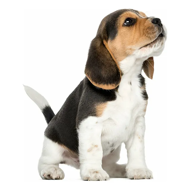 Cachorros Beagle Perrito Begle Puppy Cachorrito