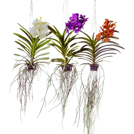 Orquídea Vanda Adulta Coloridas Frete Gratis