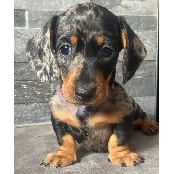 Cachorritos Perritos Salchicha Dachshund Mini