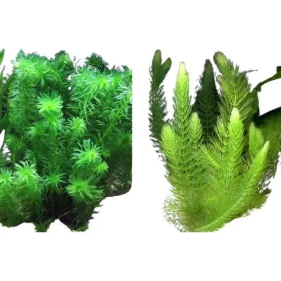 Kit Elodea + Rabo De Raposa Aquario Plantado - 10 Mudas