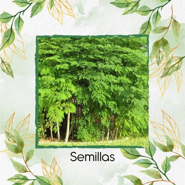 60 Semillas De Moringa Orgánica Especial Para Siembra
