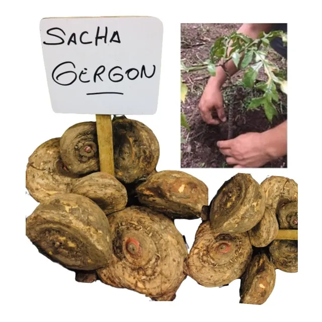 Sacha Jergón Entero 1 Kg