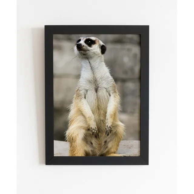 Quadro Decorativo Suricate Curioso
