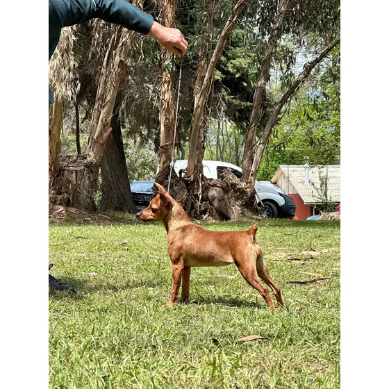 Cachorros Pinchers Miniaturas
