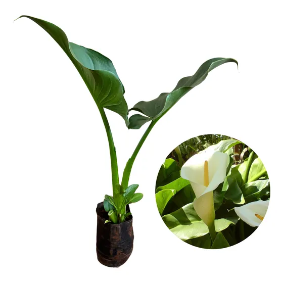 Linda Muda De Copo De Leite Branco