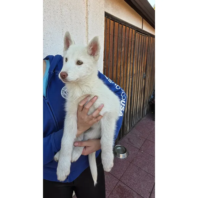 Husky Siberiano