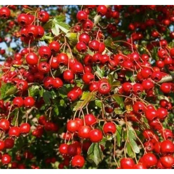Espinheiro Alvar Crataegus Planta Coração Sementes P/ Mudas