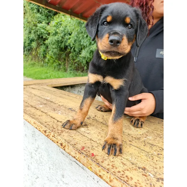 Hermosos Cachorros Rottweiler % Puros