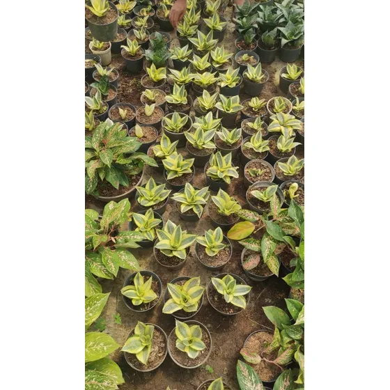 Plantas Lengua De Suegra Miniatura 