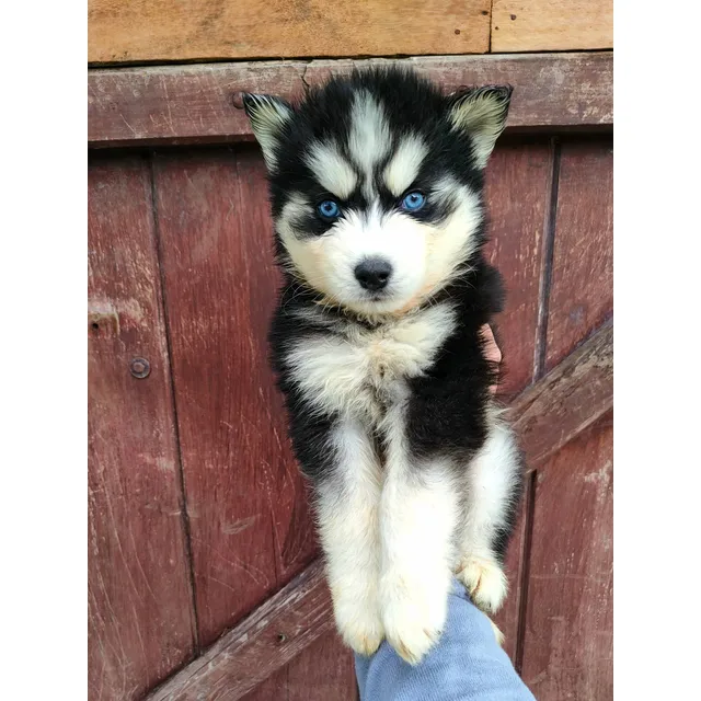 Husky Siberiano Macho, 