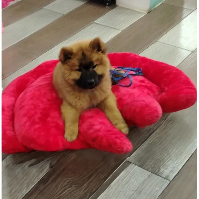 Cachorros De Chow Chow