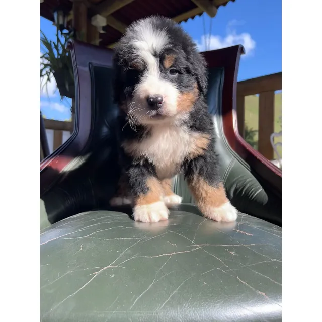 Cachorro Bernes De La Montaña Montería Animal Pets Colombia