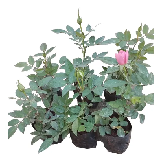 5 Mudas De Mini Rosas Cores Sortidas