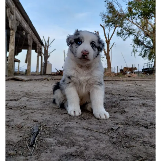 Cachorros Border Collie Varios