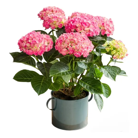 Hortensias, Varios Colores.