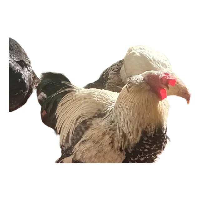12  ( 1 Doc.) Huevos Fértiles De Gallinas Araucanas Mezcla.