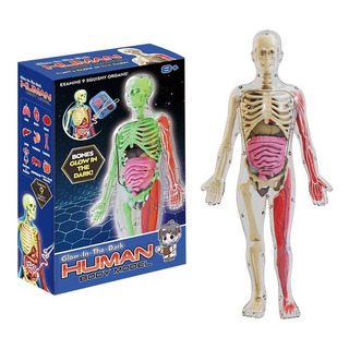 Enseñanza De AnatomĂa Del Cuerpo Humano Asamblea De Modelo Enseñanza De AnatomĂa Del Cuerpo Humano Asamblea De Modelo