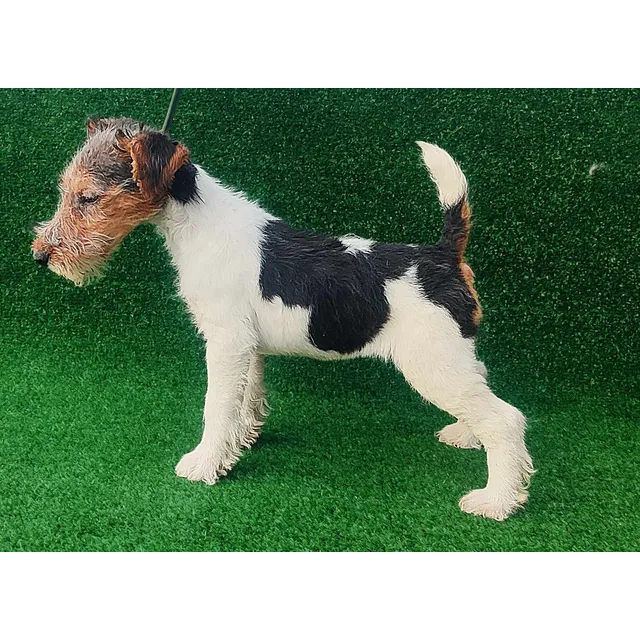 Fox Terrier Pelo De Alambre