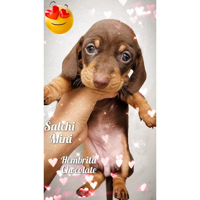 Salchi Kanichen. Chocolate. Divinos! Teckel Dachshund.