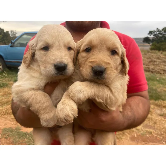 Cachorros Golden Retriever