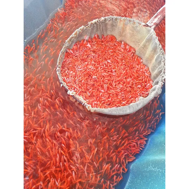 Alevinos De Mojarra Roja X5.000 Unidades