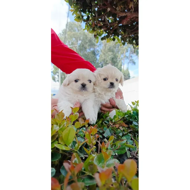 Pequines Miniaturas