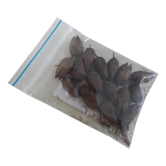 Semillas De Tabaco Nicotiana Tabacum Organicas
