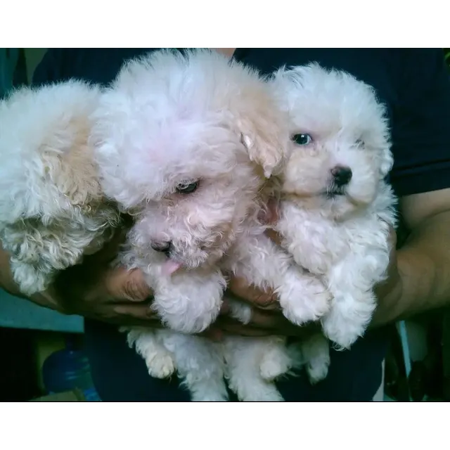 Cachorros French Poodle Pequeños