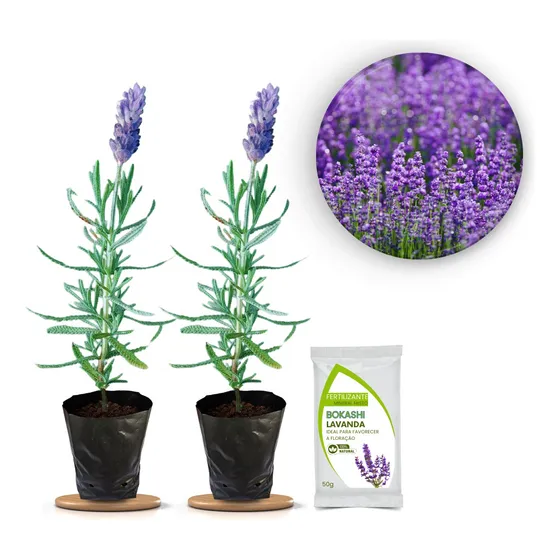 2 Mudas Lindas De Lavanda  Alfazema Bem Formada